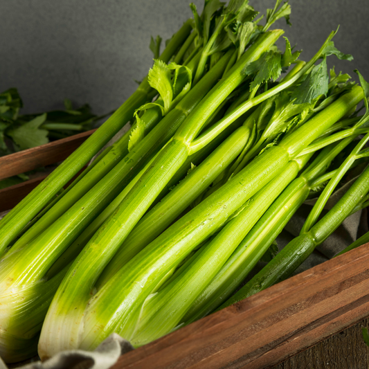 Celery 'Giant Pascal'