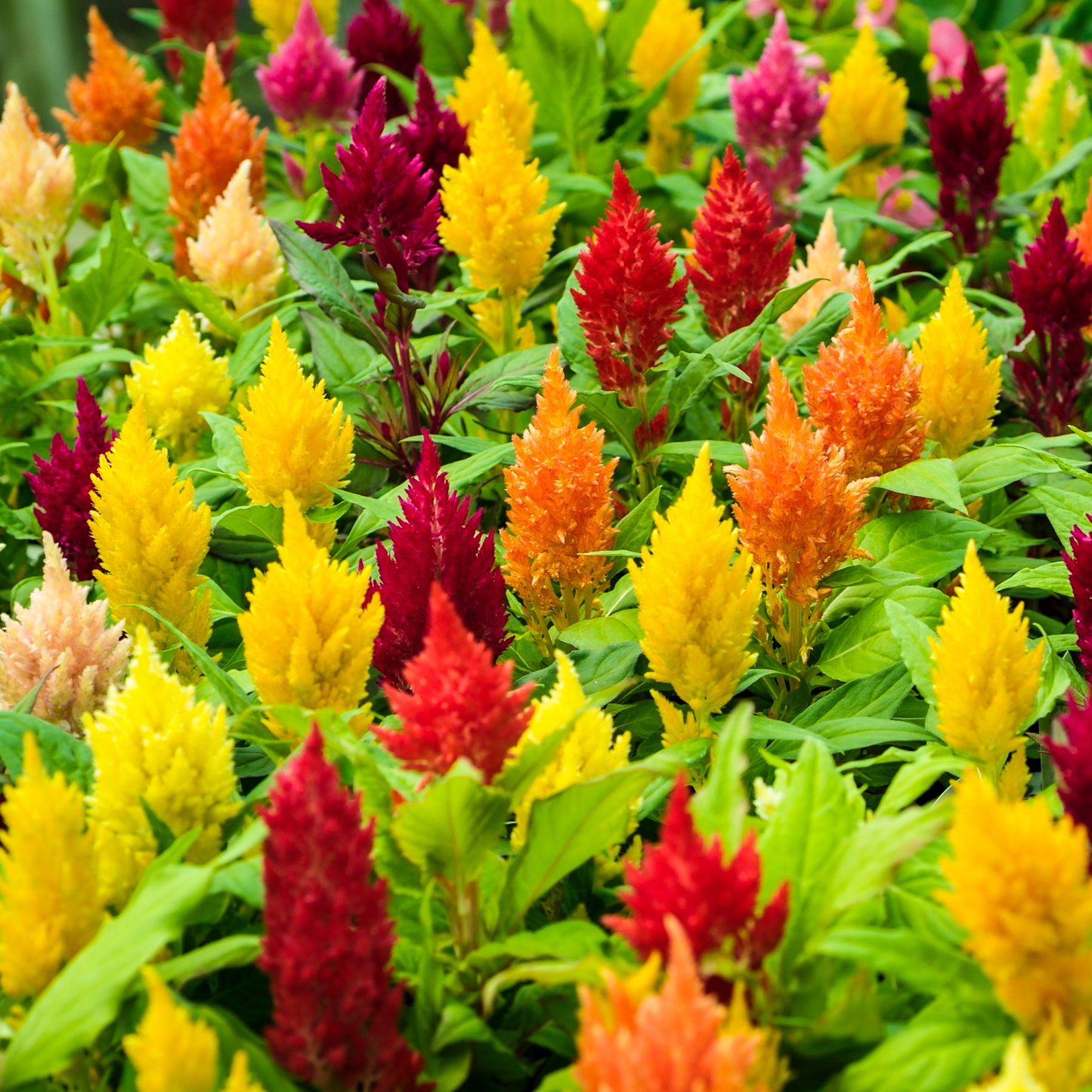 Celosia 'Kimono'