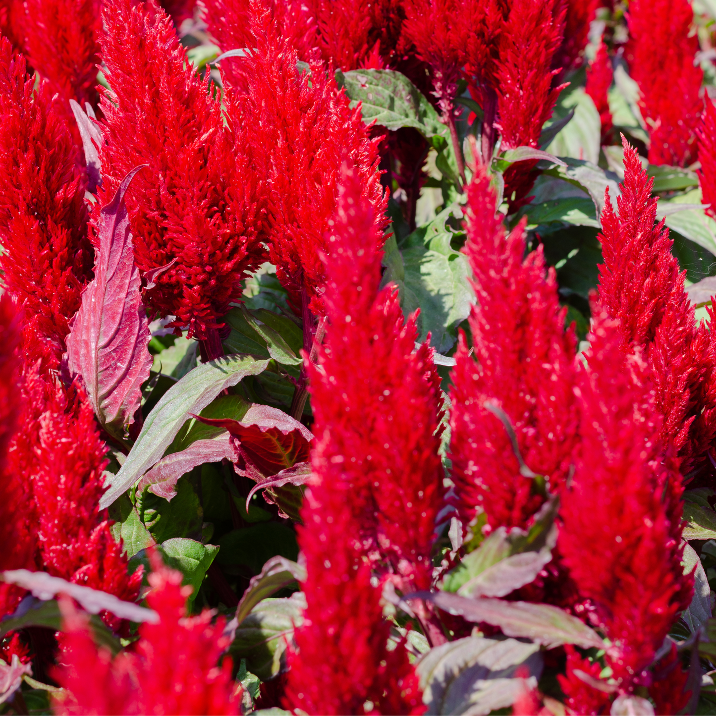Celosia 'New Look'