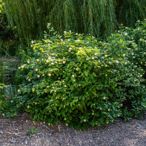 Buttonbush 'Fiber Optics®'