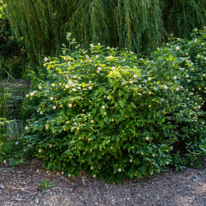 Buttonbush 'Fiber Optics®'