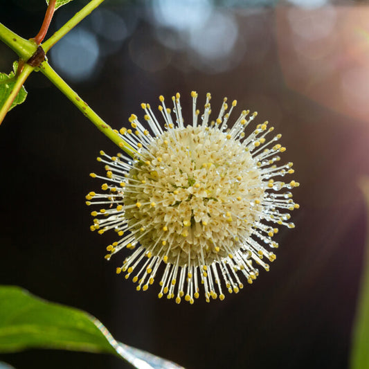 Buttonbush 'Fiber Optics®'
