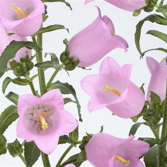 Bellflower 'Champion II'