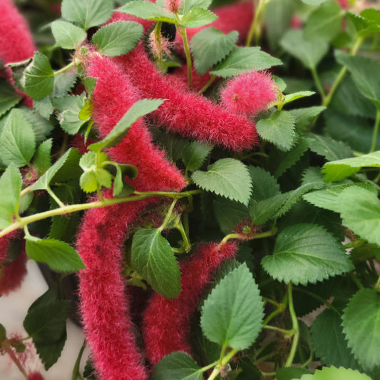 Chenille Plant