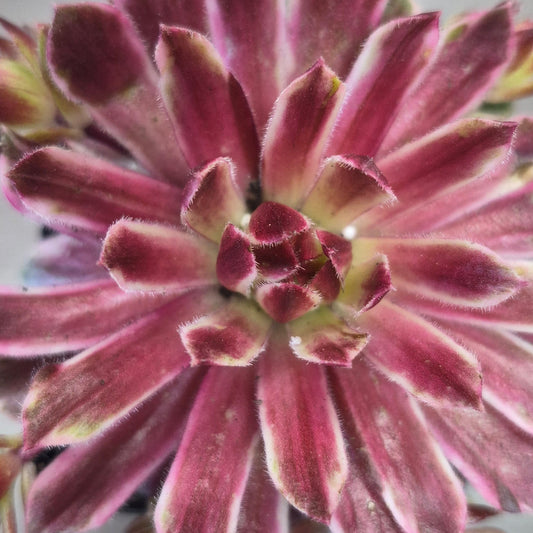 'Chick Charms' Hens & Chicks Assorted
