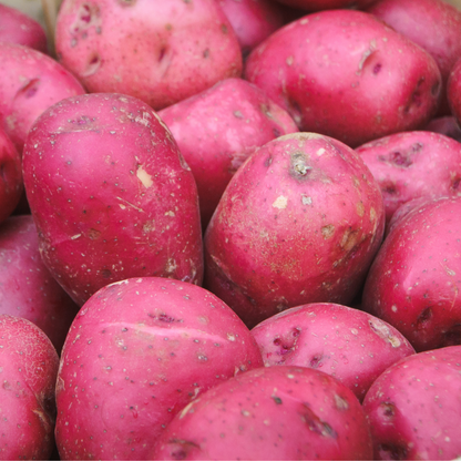Potatoes Chieftain Seed