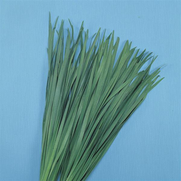 Chives 'Chinese Broad-Leaved'