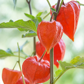 Chinese Lantern