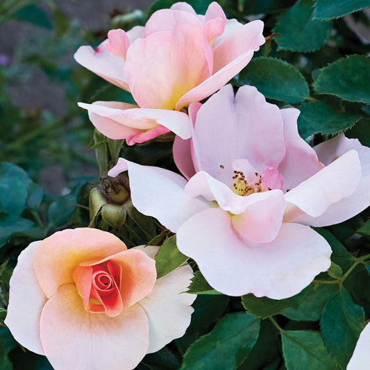 Rose 'Chinook Sunrise®'