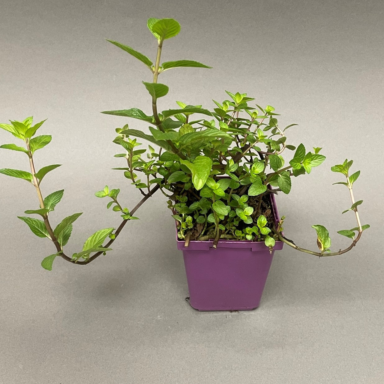 Mint 'Chocolate'