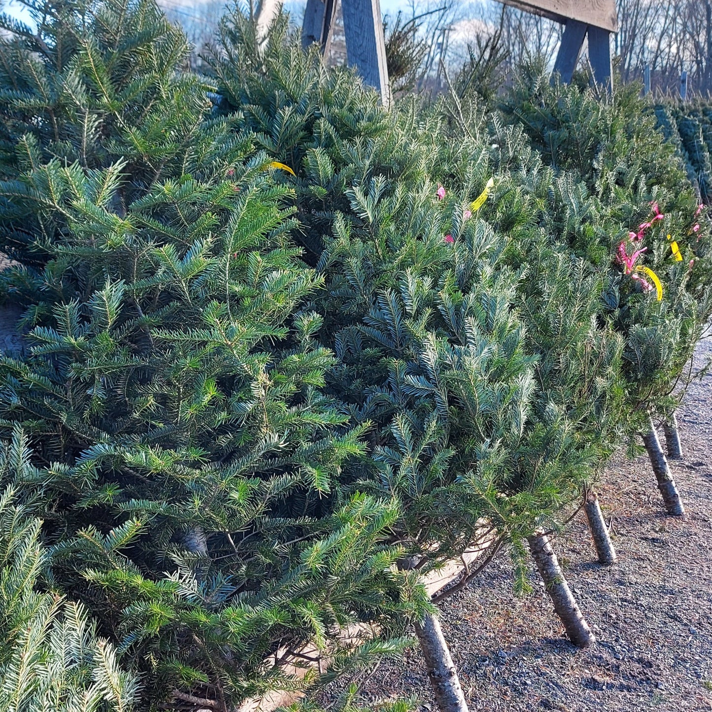 Fresh Cut Christmas Tree