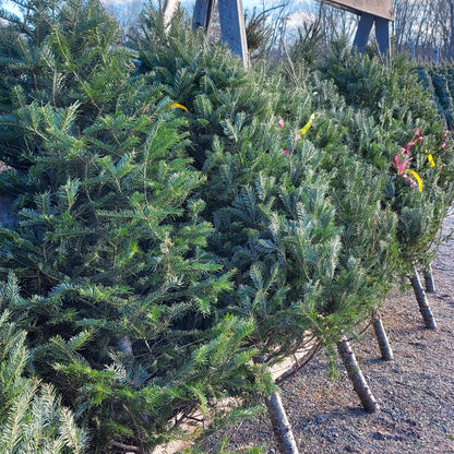 Fresh Cut Christmas Tree