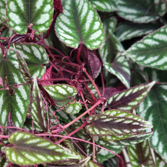 Close-up of green and purple Cissus discolor, also known as Rex Begonia, with visible water droplets on the leaves.