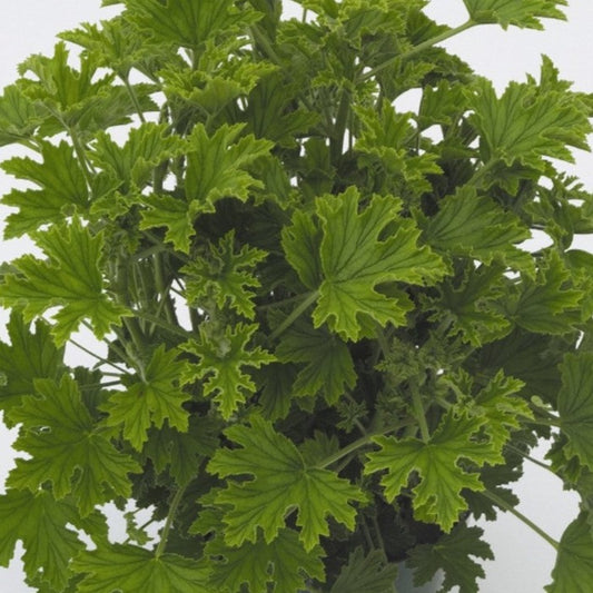 Citrosa Geranium
