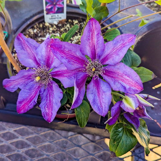 Clematis 'Fireworks'