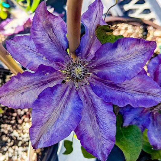 Clematis 'Julka'