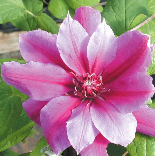 Clematis 'Scartho Gem'