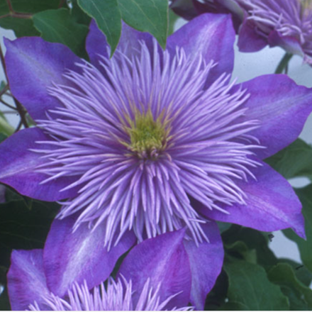 Clematis 'Crystal Fountain'