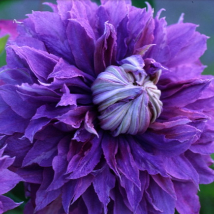 Clematis 'Diamantina'