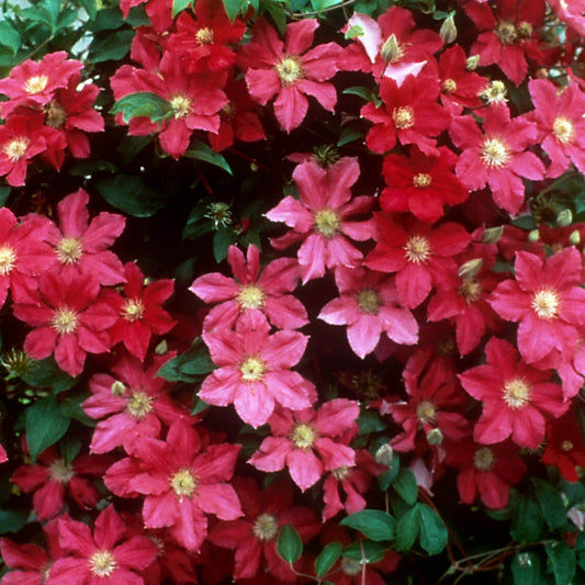 Clematis 'Ernest Markham'
