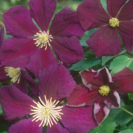 Clematis 'Etoile Violette'