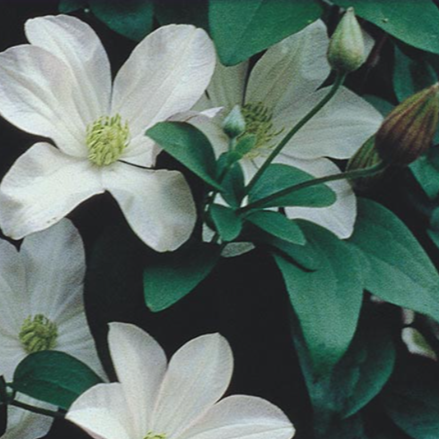 Clematis 'Huldine'