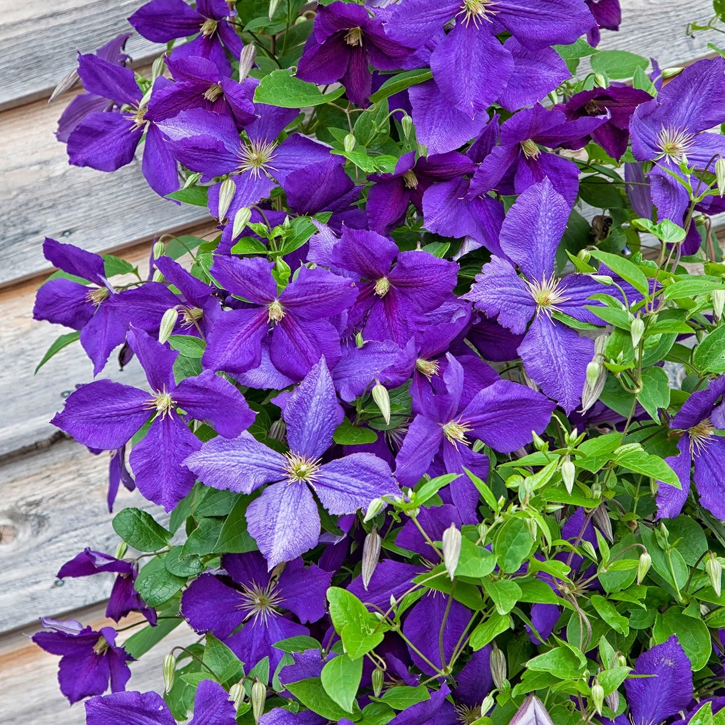 Clematis 'Jackmanii'