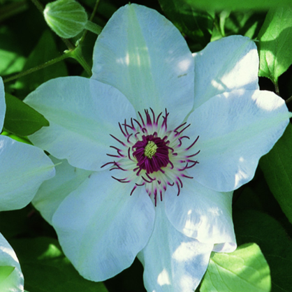 Clematis 'Miss Bateman'