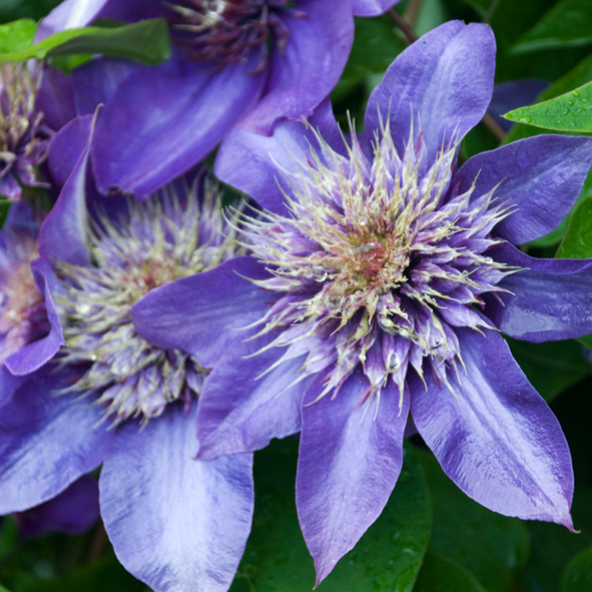 Clematis 'Multi Blue'