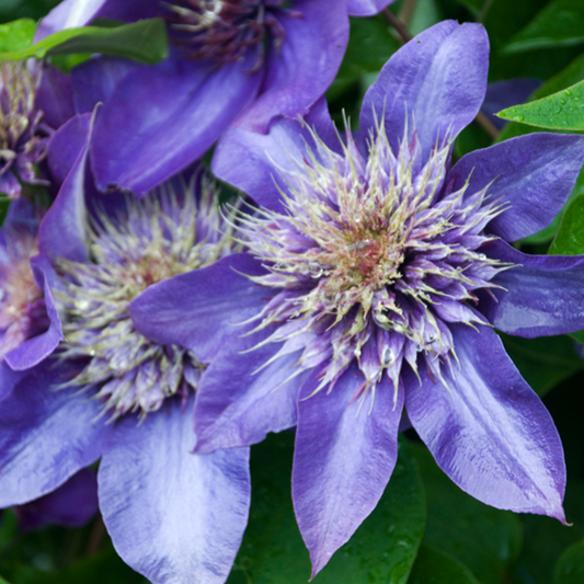 Clematis 'Multi Blue'