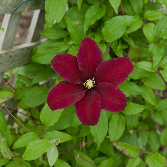 Clematis 'Niobe'