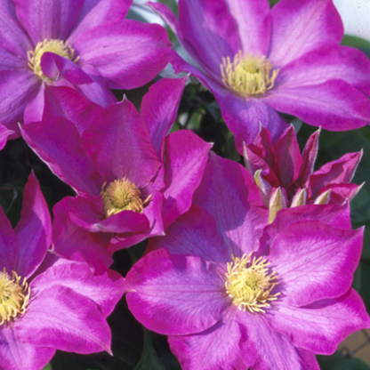 Clematis 'Pink Champagne'