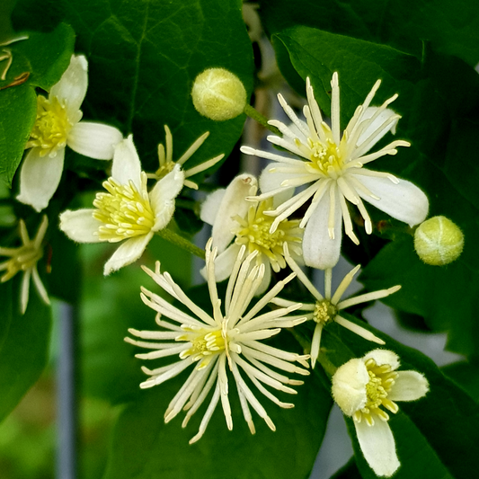 Clematis terniflora 'Sweet Autumn'