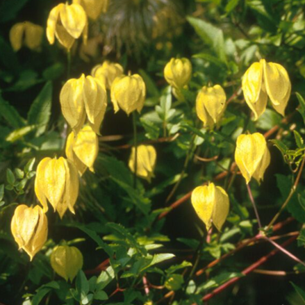 Clematis 'Tangutica'