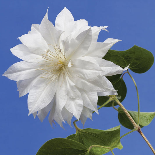 Clematis 'Duchess of Edinburgh'