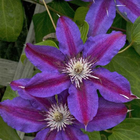 Clematis 'Fireworks'
