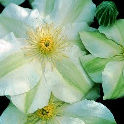 Clematis 'Guernsey Cream'