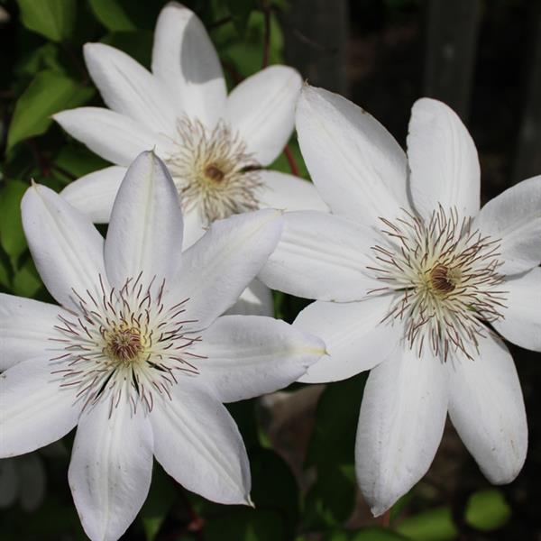 Clematis 'Henryi'