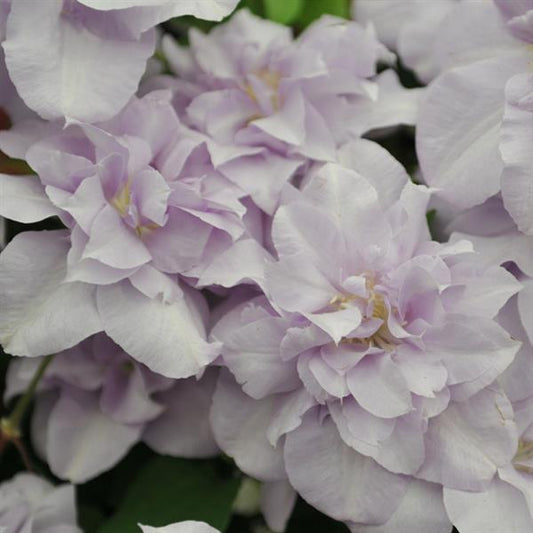 Clematis 'Louise Rowe'