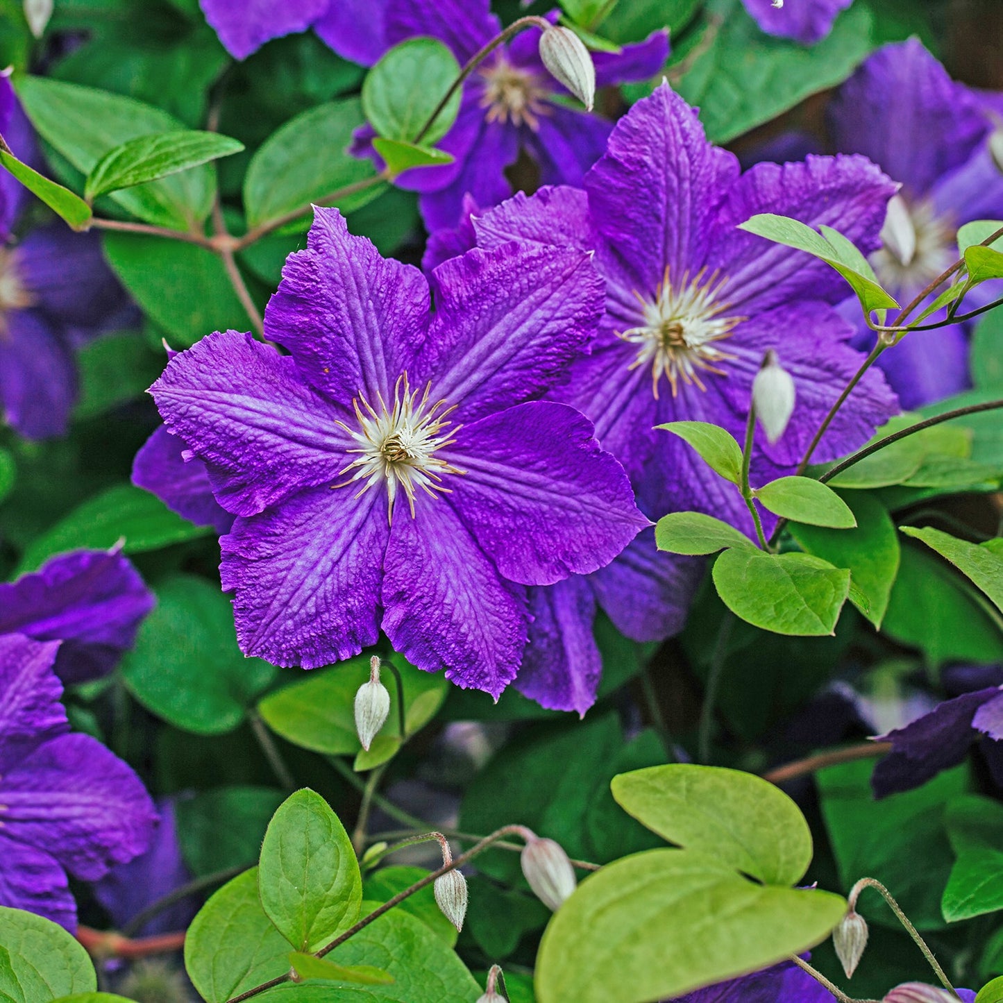 Clematis ‘The President’