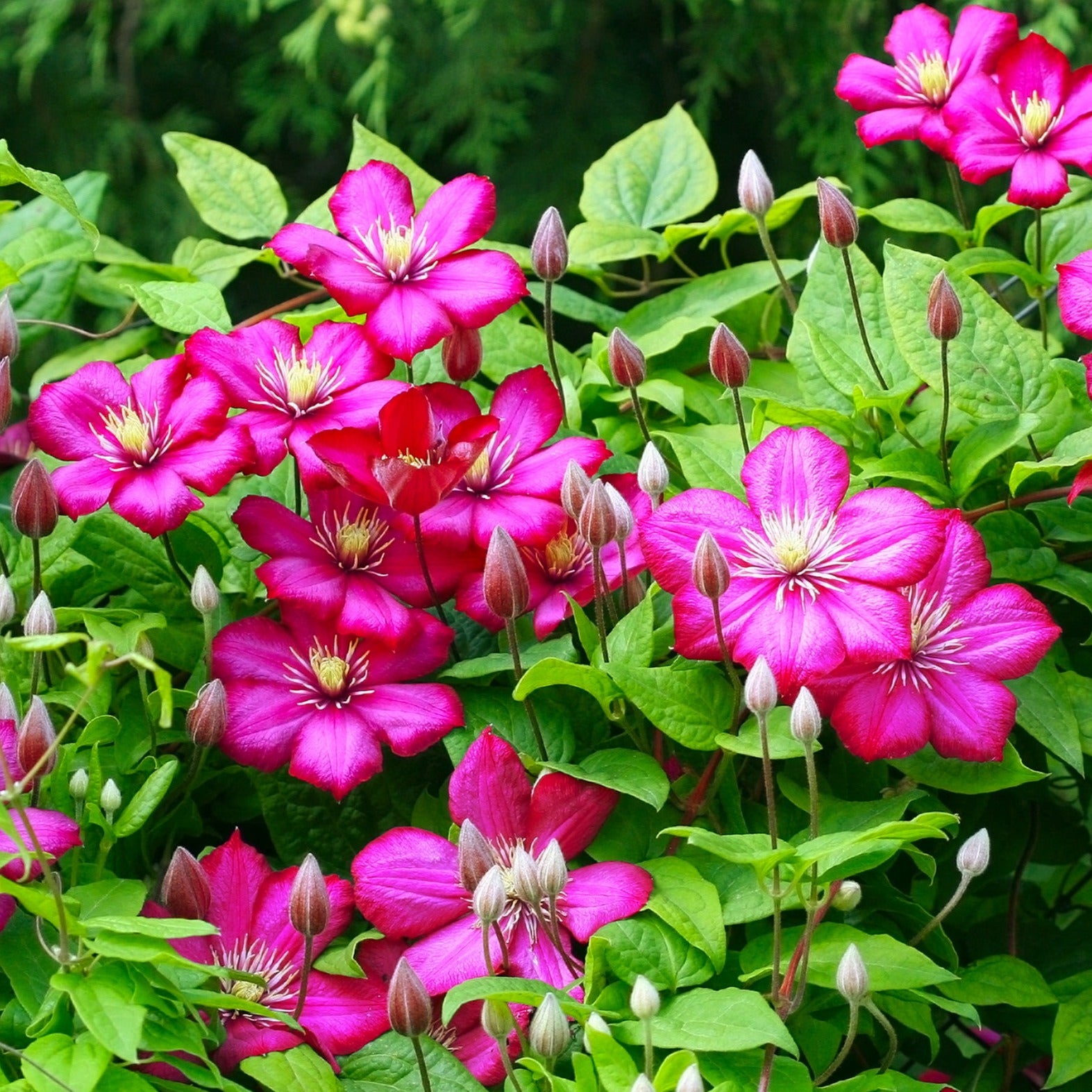 Clematis 'Rouge Cardinal'