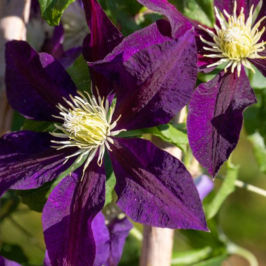 Clematis 'The Vagabond'