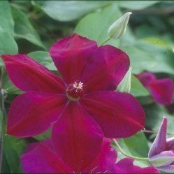 Clematis 'Westerplatte'