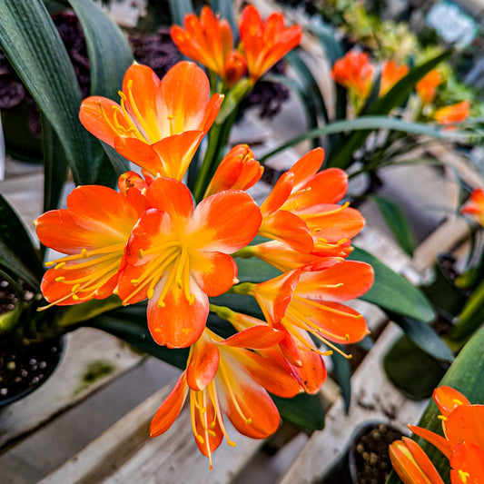 Clivia miniata