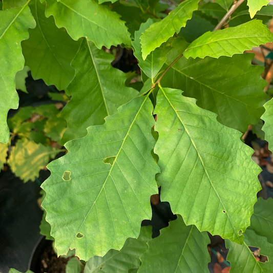 Dwarf Chinquapin Oak