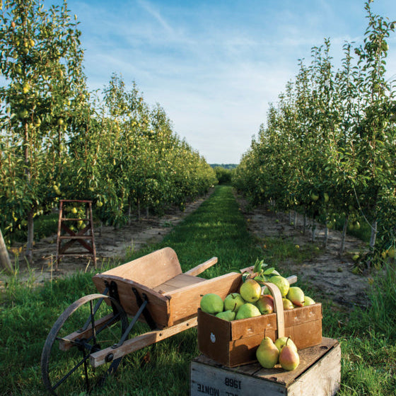 Pear 'Cold Snap'