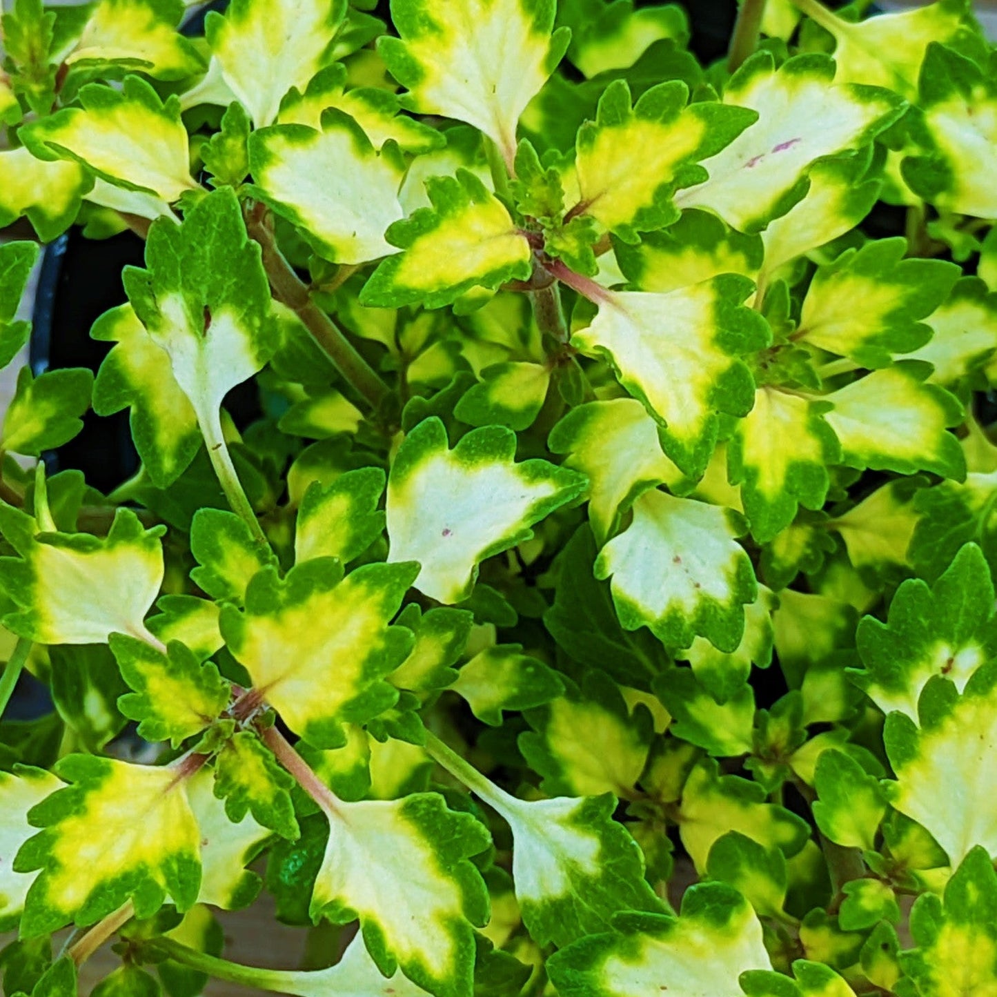 Coleus 'Great Falls' Trailing