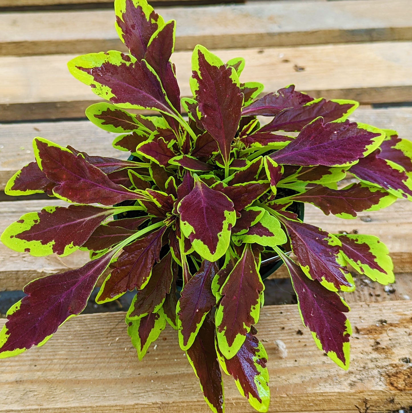 Coleus 'Stained Glasswork'
