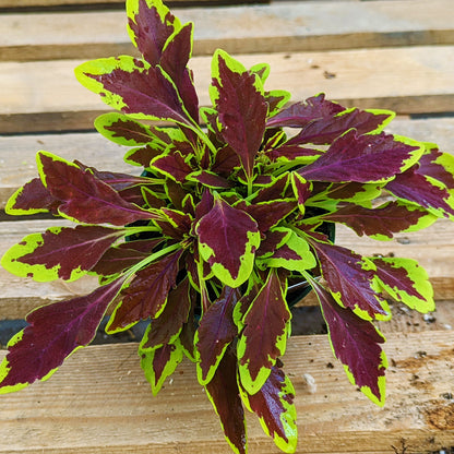 Coleus 'Stained Glasswork'