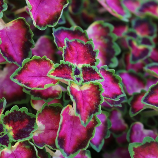 Coleus 'Great Falls'